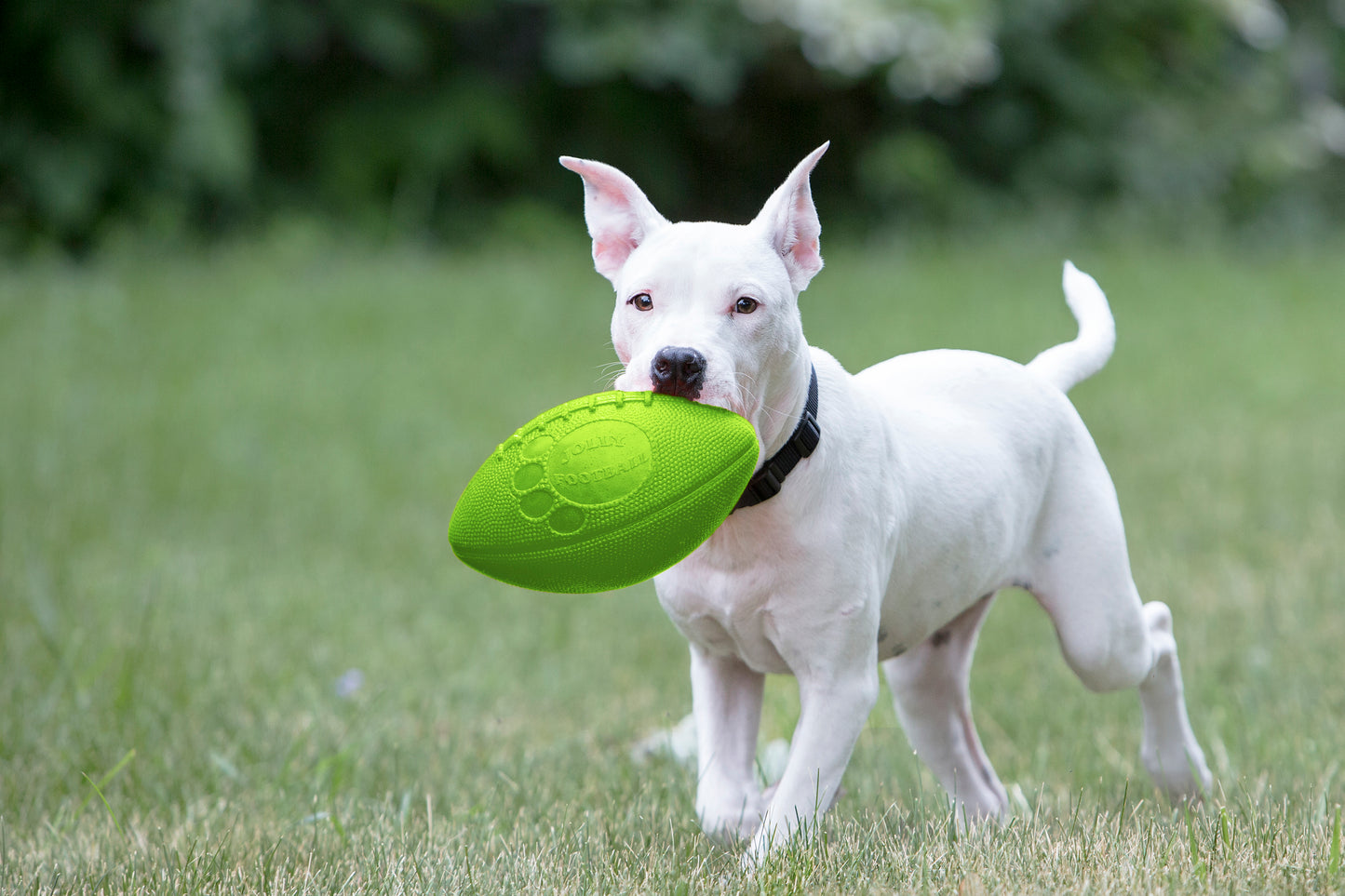 Jolly Pets Football