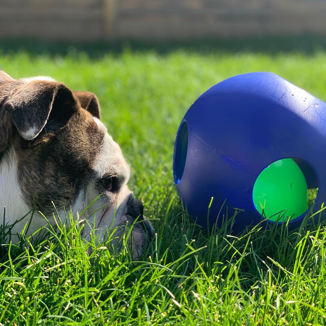 Jolly Pets Teaser Ball