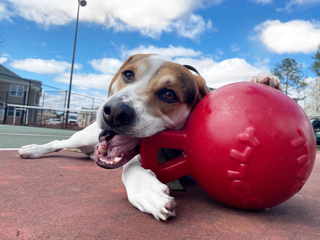 Jolly Pets Tug-n-Toss