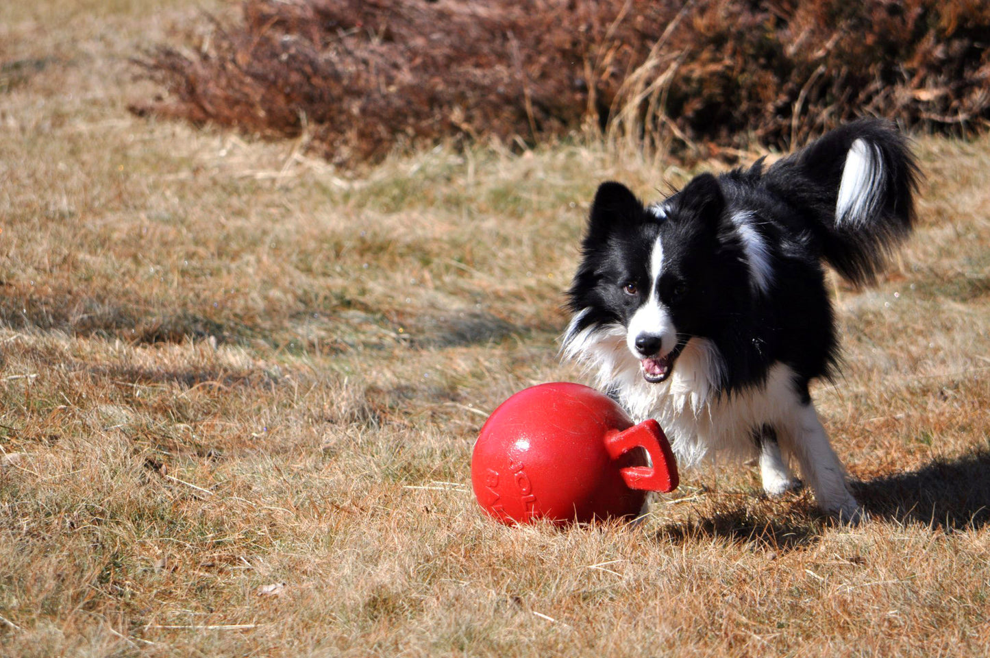 Jolly Pets Tug-n-Toss