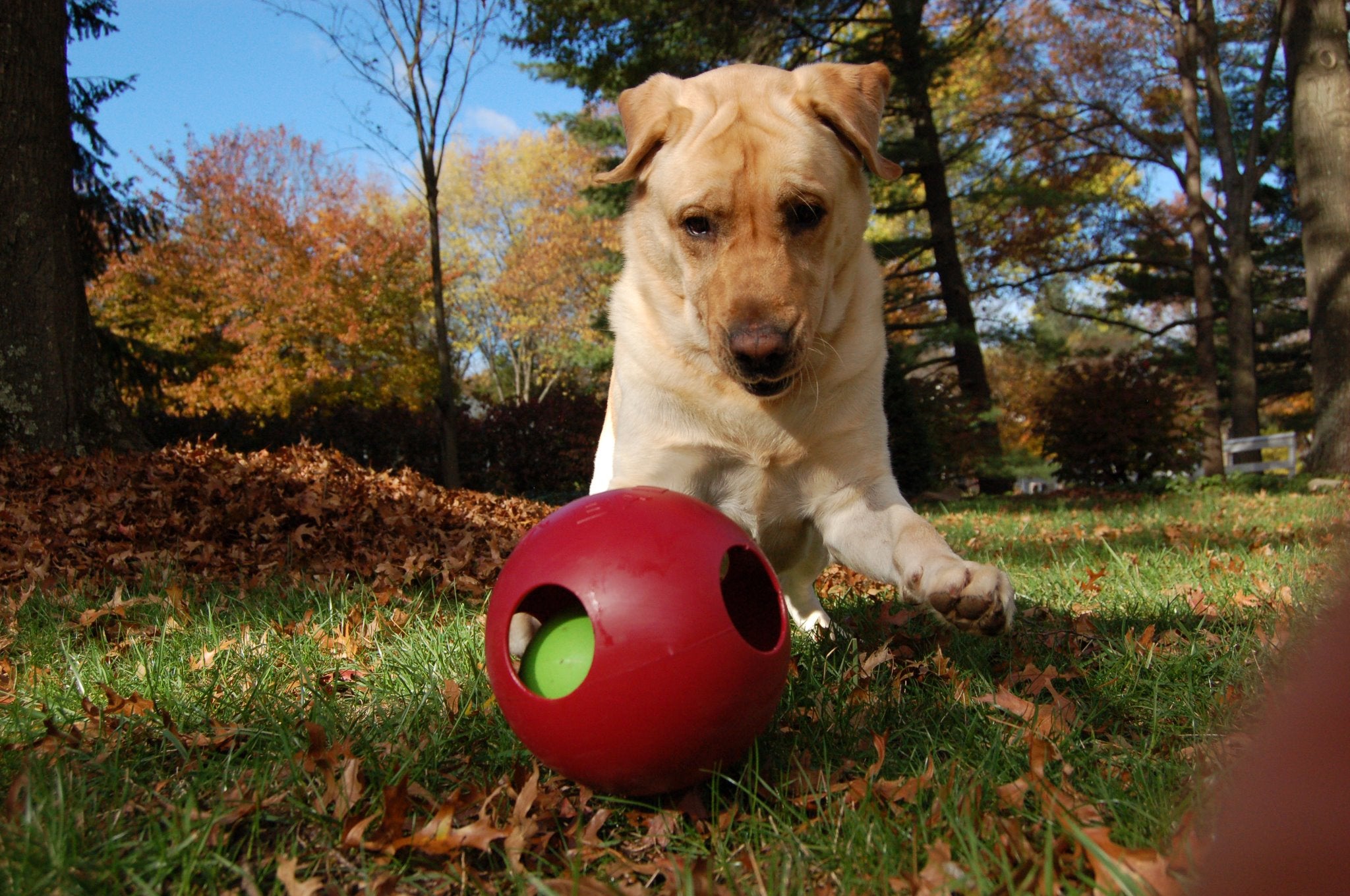 Jolly ball teaser ball best sale